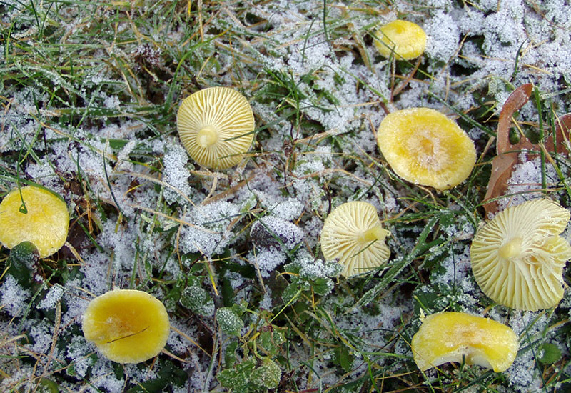 Hygrophorus lucorum  & Winter